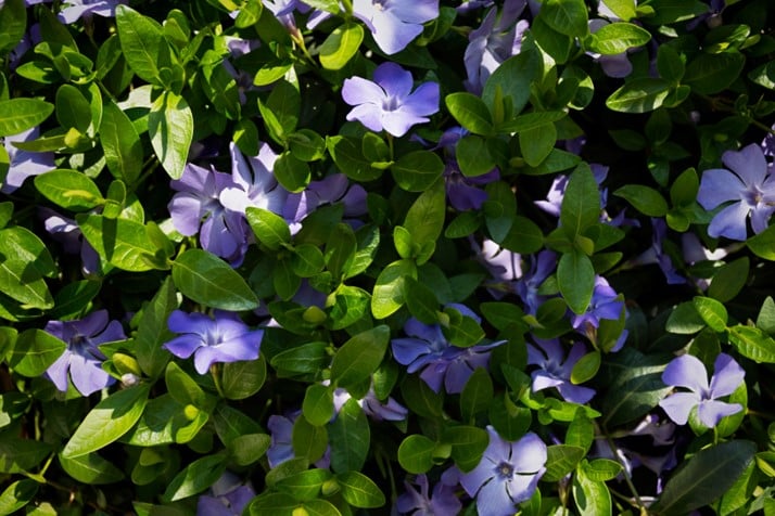 Low Maintenance Gardens