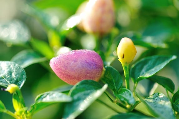 seasonal garden maintenance
