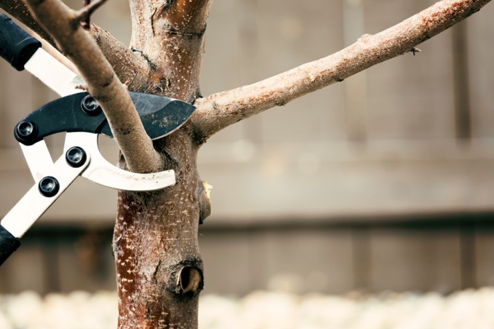Effective Pruning Techniques, pruning, tree pruning, bush pruning, garden maintenance, Macclesfield gardening services