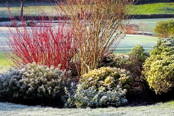 Frost Protection for Plants